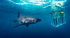 South Africa Shark Cage Dive Tours