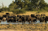 Botswana Safari Tour