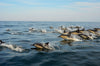 Dolphin Encounters Plettenberg Bay Garden Route