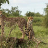 Kruger and Mozambique Tour