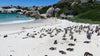 Penguin Colony Tour via Whale Route in Western Cape, South Africa