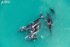 Thousands of Whales Spotted on Cape Town Coasts