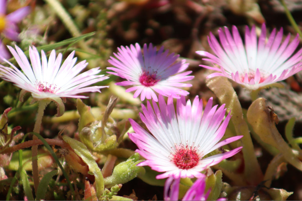 Fygies, west coast, south africa, SANParks, Nature Parks, Tours Africa