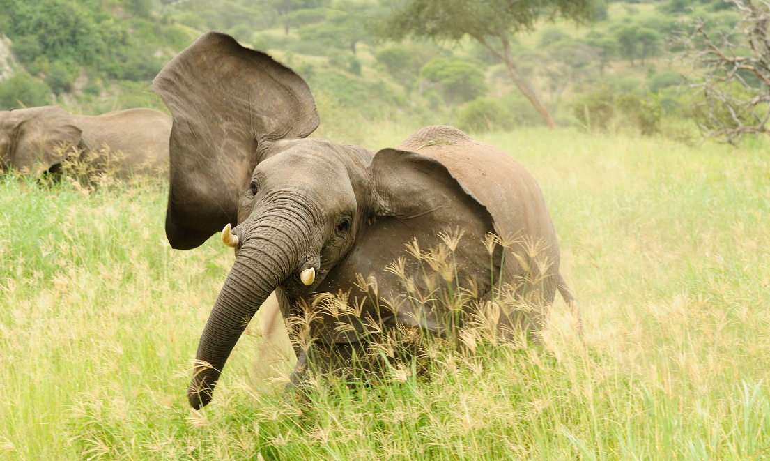 Turning the Tide on Ivory Poaching in Africa