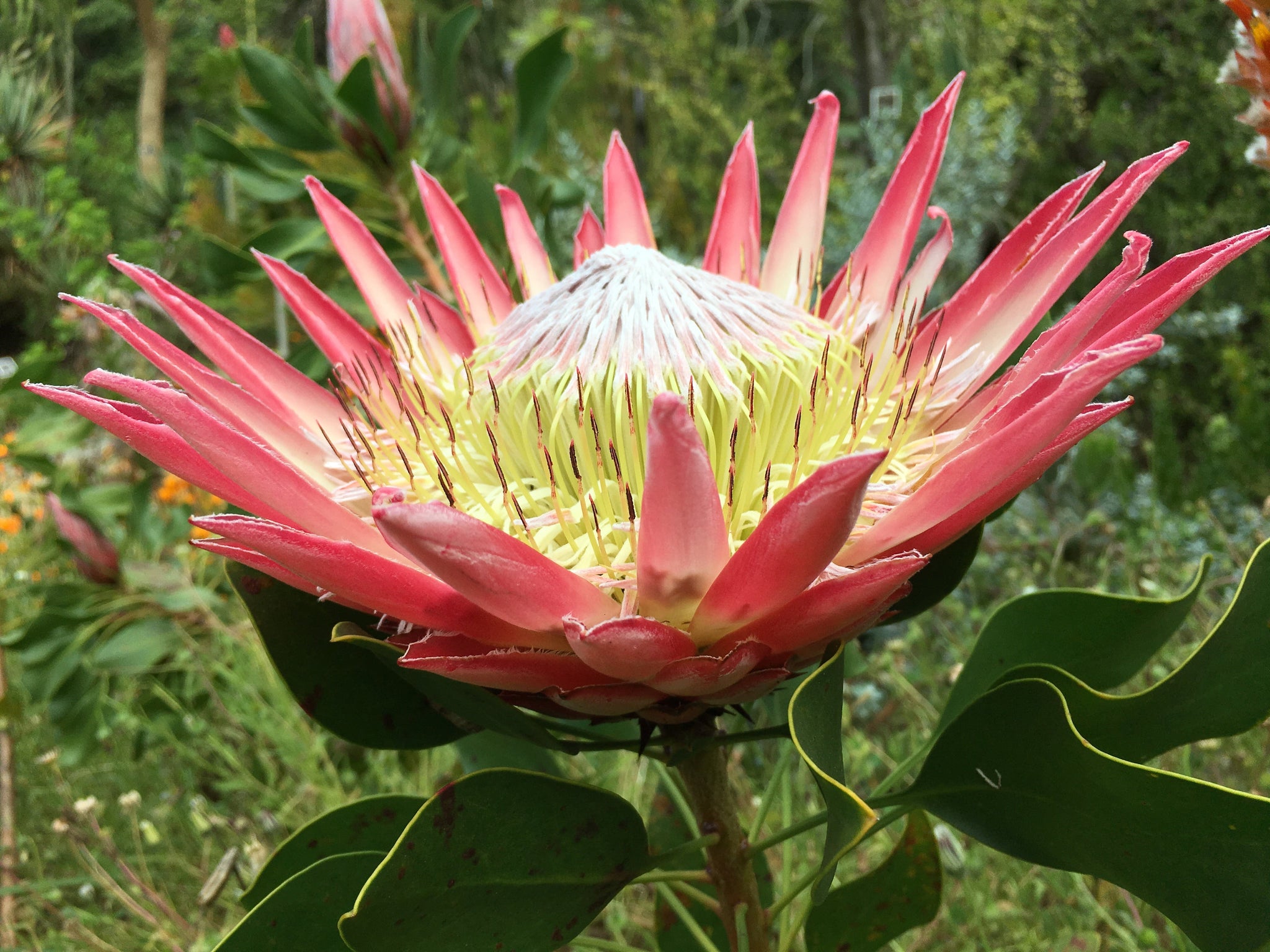 Tips and tricks for traveling in South Africa