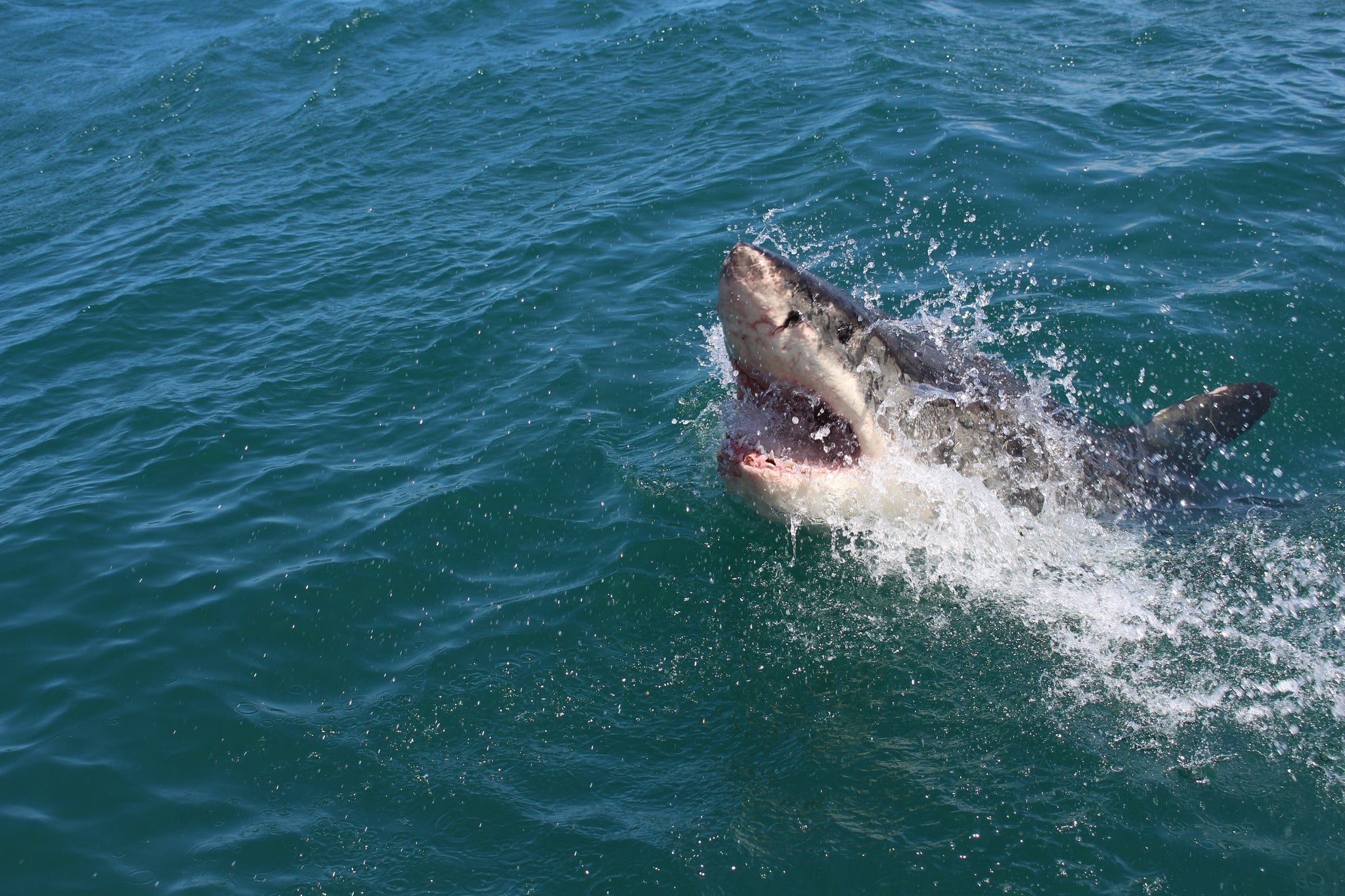 Great White Sharks: A Vanishing Act