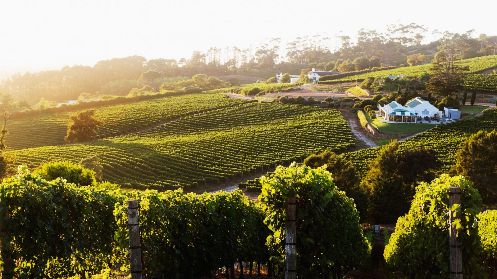 Explore South Africa's winefarms with this new app