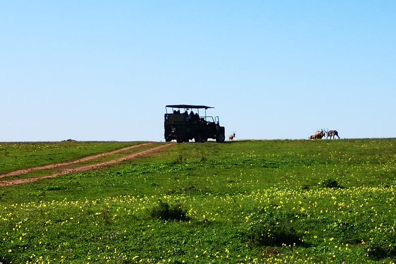 A big five safari on the Garden Route