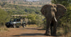 The Animals You Can See At Pilanesberg National Park