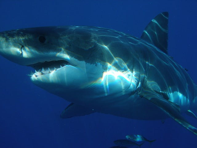 Shark Sightings on the Increase in Western Cape