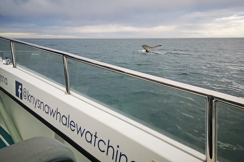 Whale watching Knysna