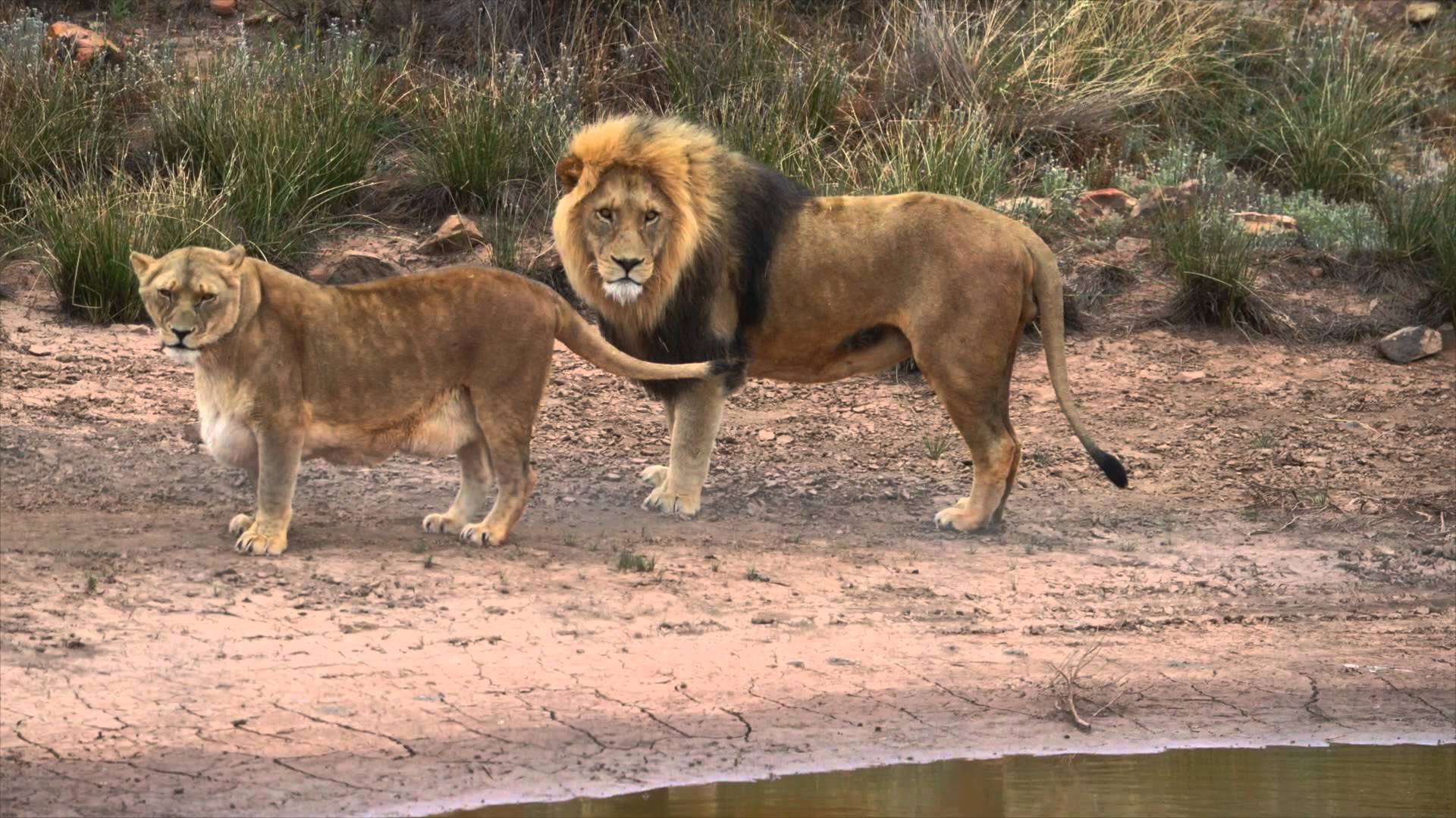 cape town big five safari