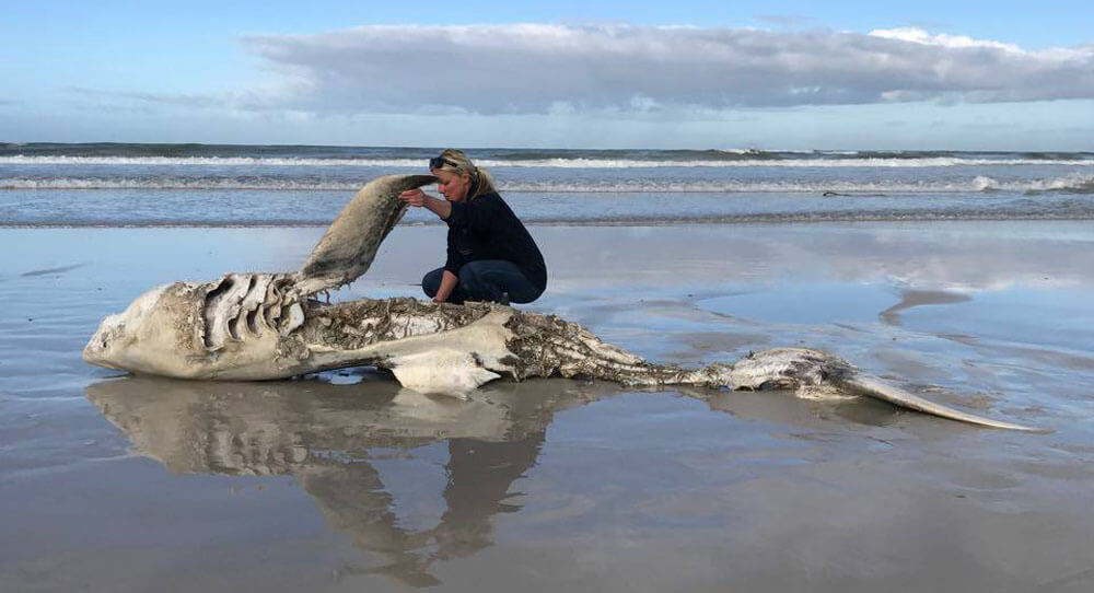 Great White Sharks Are Back In The Cape's Coasts! But Where Were They?