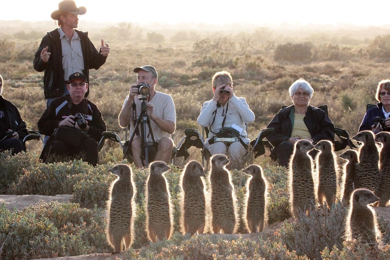 Oudtshoorn luxury accommodation and meerkat tour