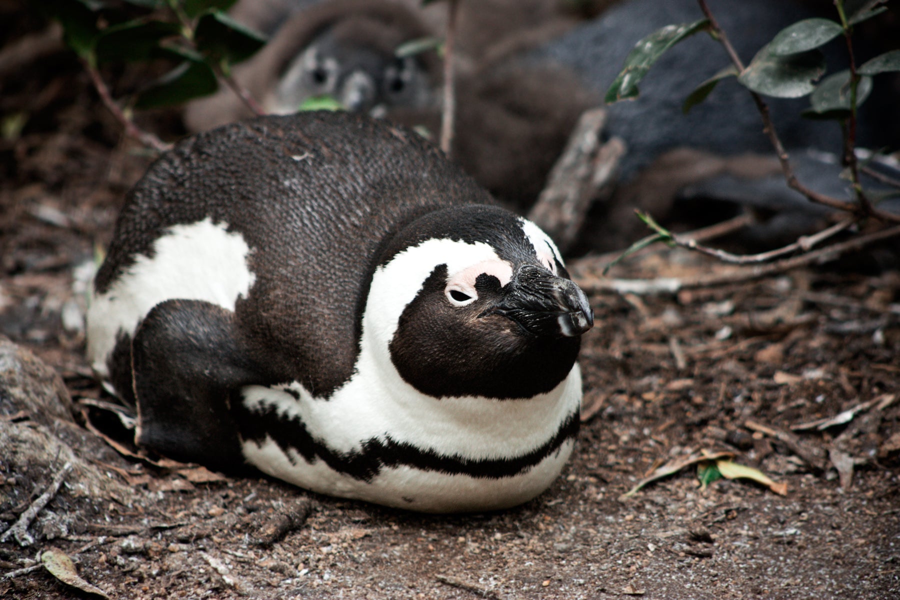 See the Penguins at Boulder’s Beach