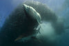 Bronze Whaler Shark feeding on a sardine run bait ball
