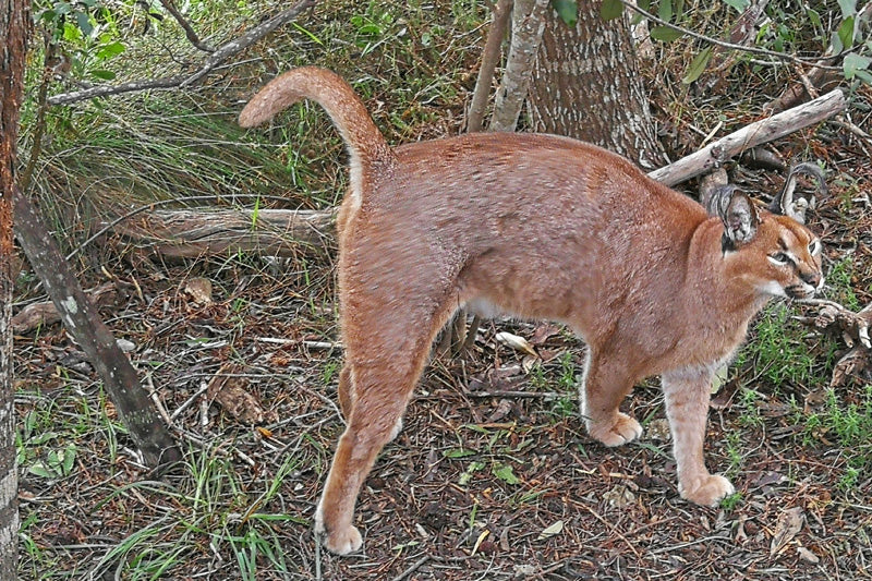 Tenikwa Wildlife Awareness & Rehabilitation Centre