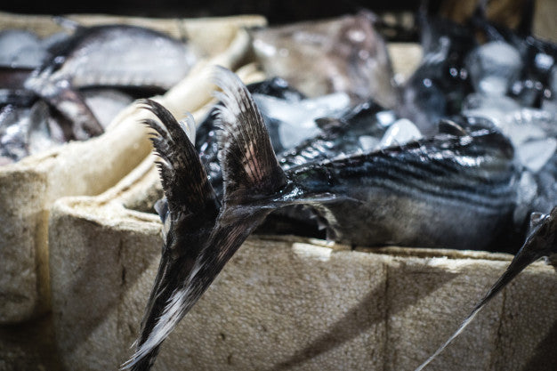 Pros and Cons of Algoa Bay Fish Farming Plan