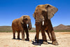 Cape Town Big 5 Safari