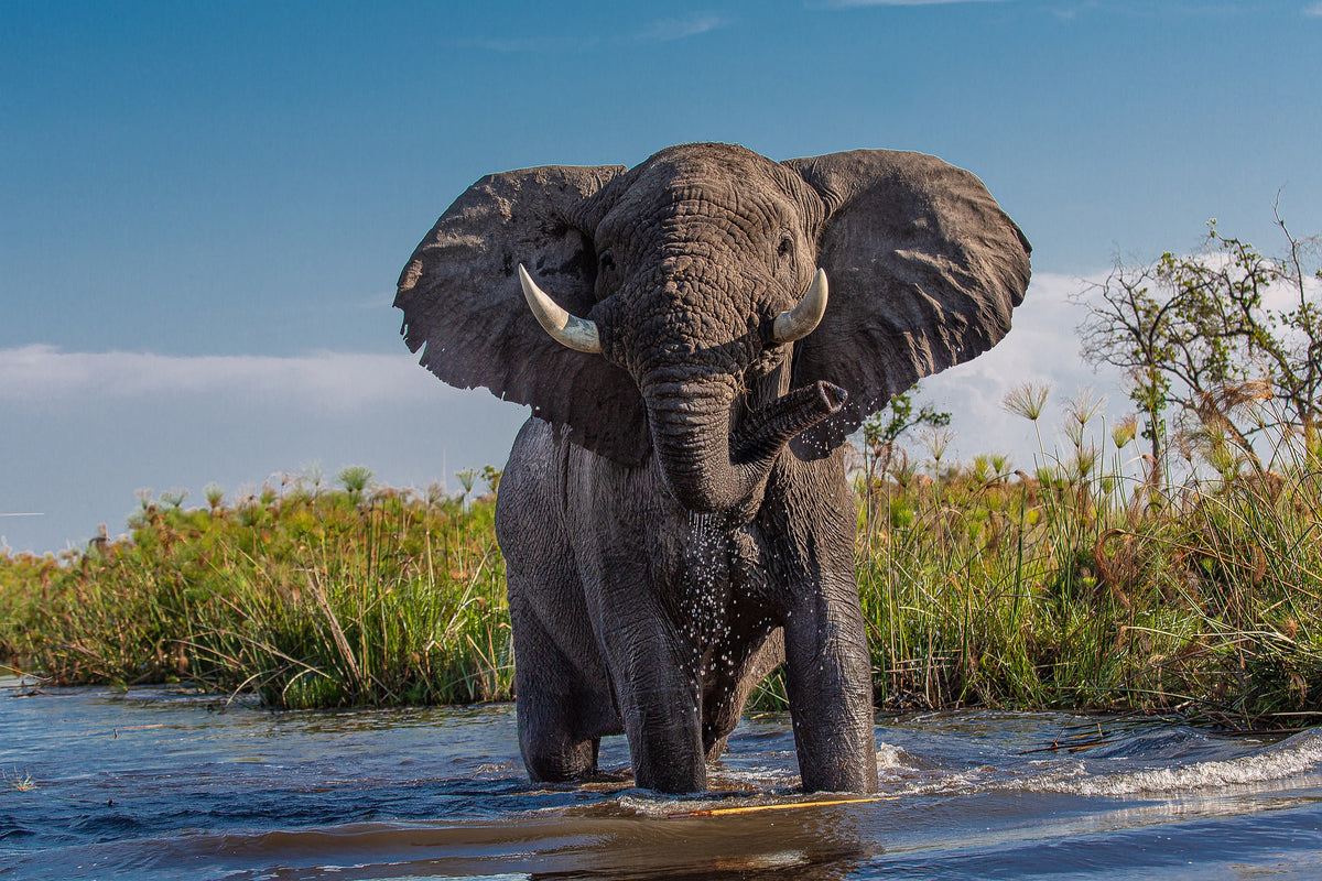 Botswana Multi Day Tours