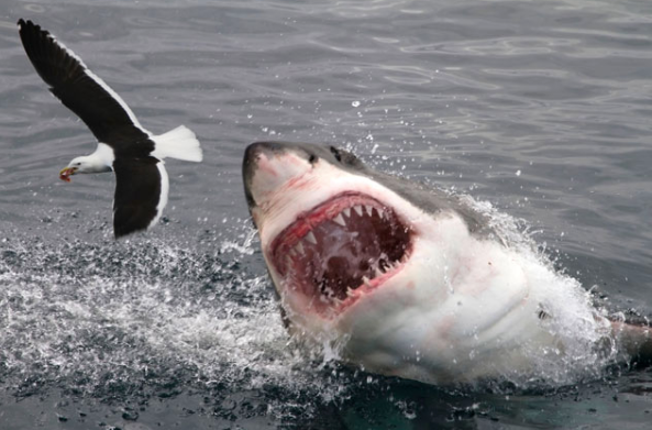 Great White Shark Cage Diving South Africa