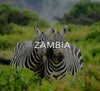 Zambia Safari