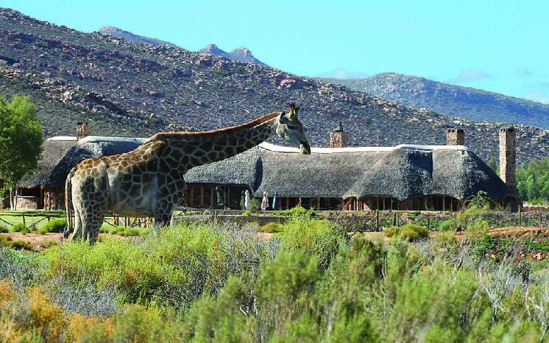 Safari Lodges