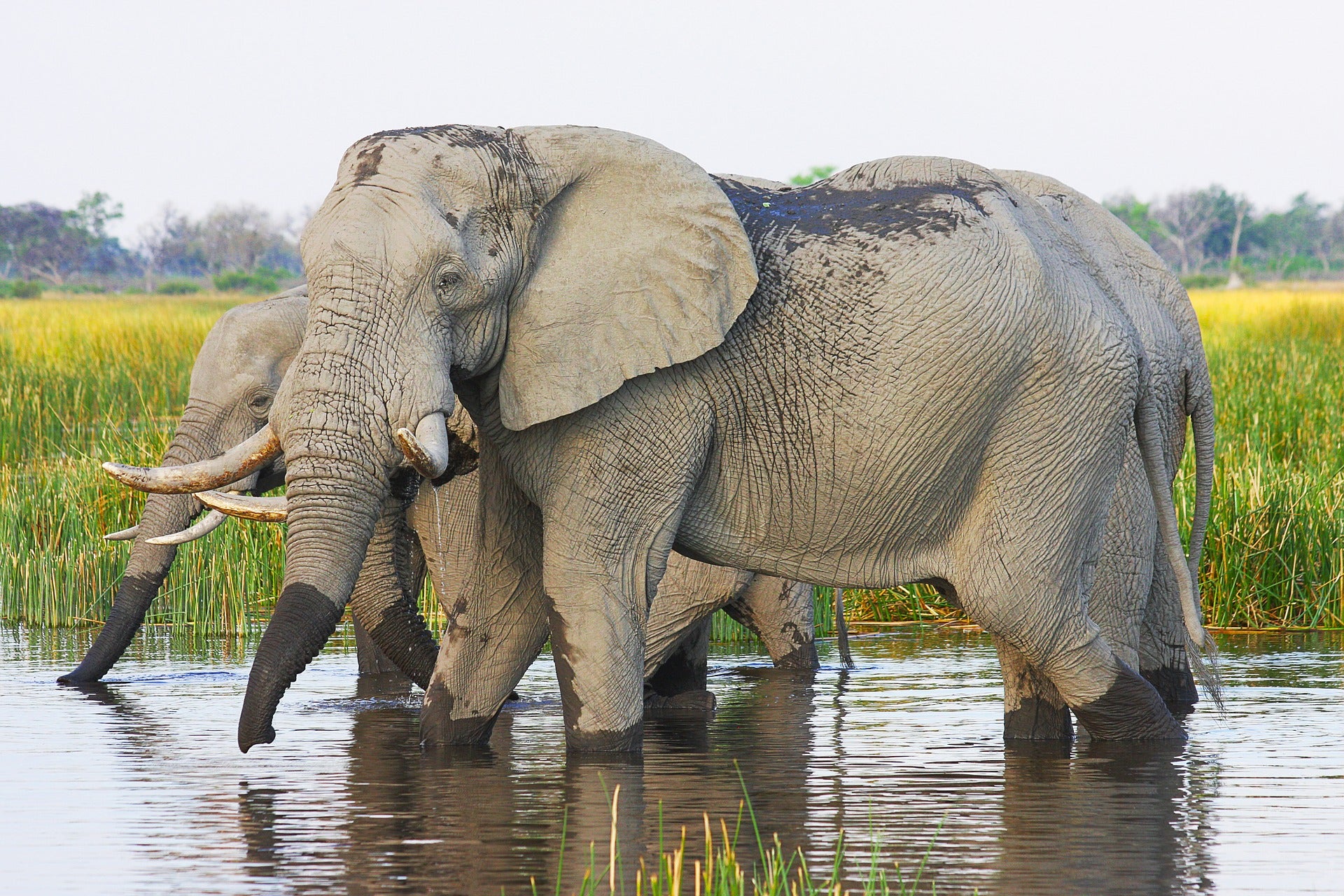 Botswana Safari Experiences