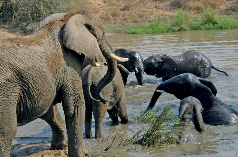 Safari Tours: Mpumalanga