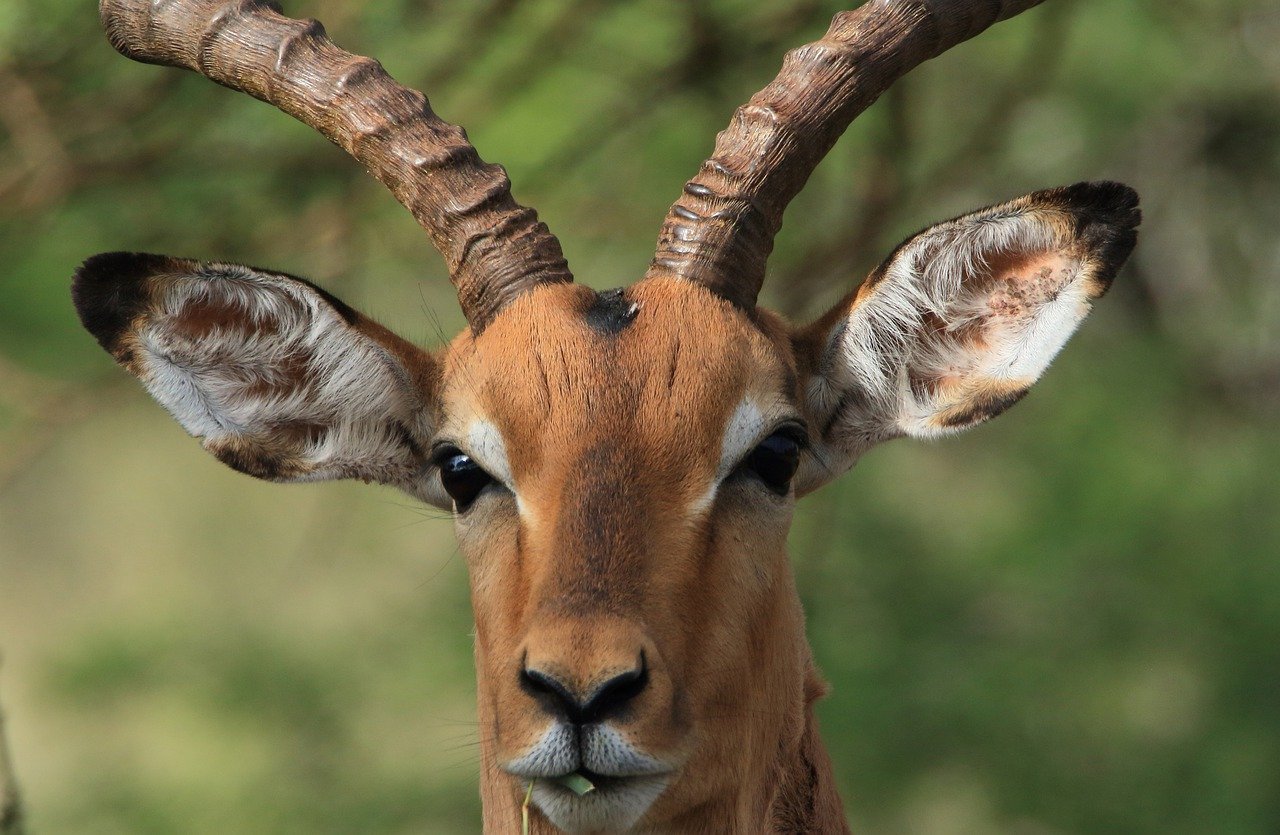 Dinokeng Game Reserve