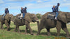 Elephant Interaction Tours, Plettenberg Bay