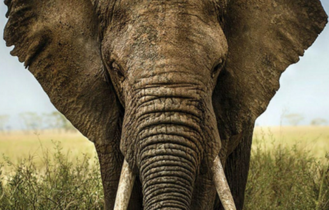 Elephant Interactions