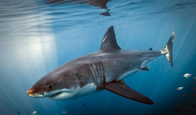 Gansbaai Tours South Africa