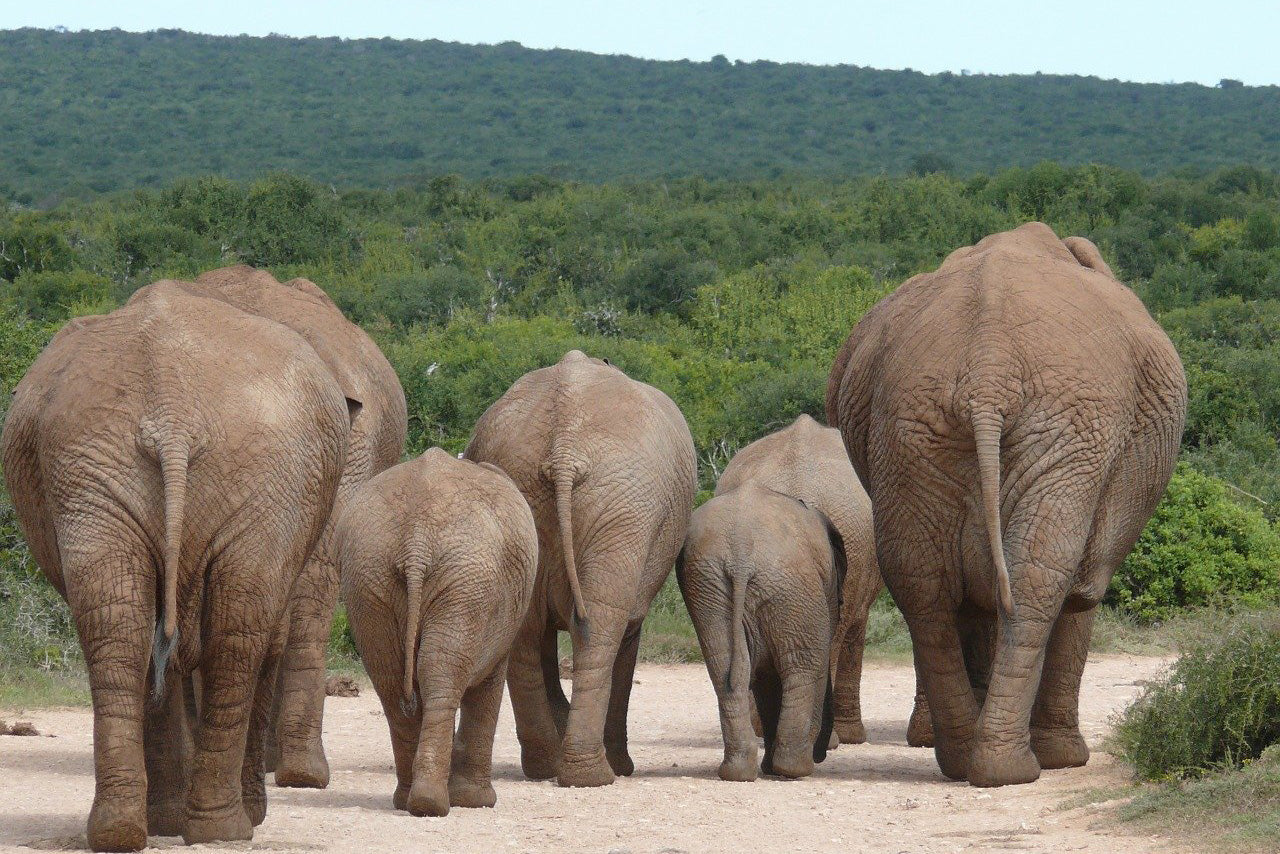 Addo Elephant National Park