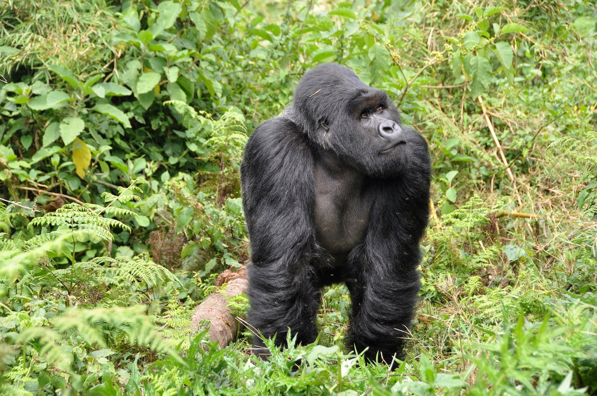 Multi-Day Tours Rwanda