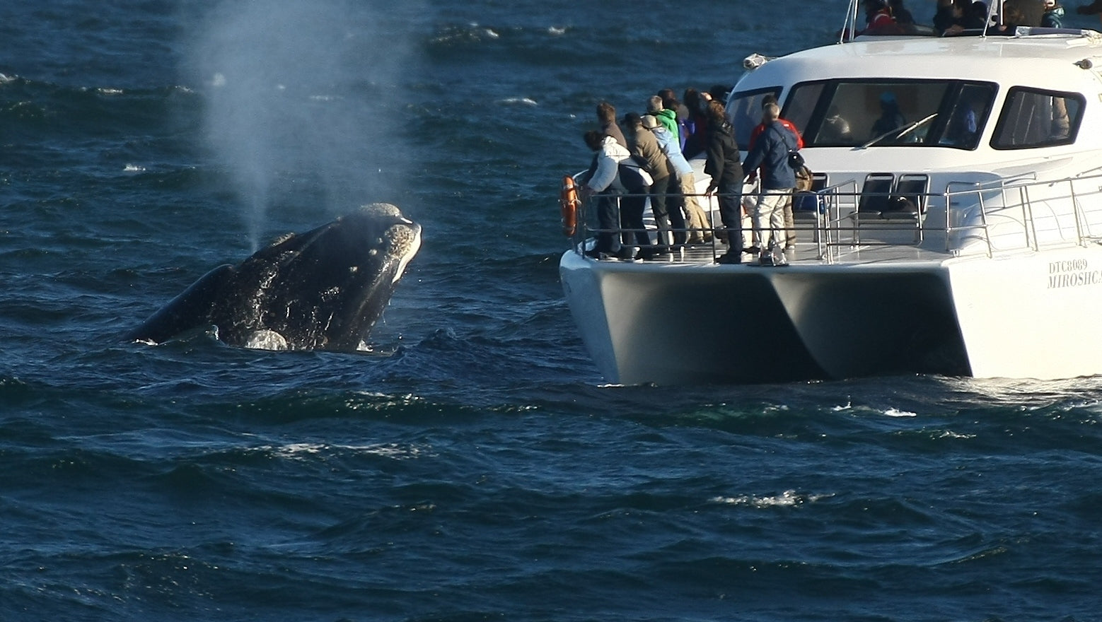 whale watching tour in hermanus, south africa