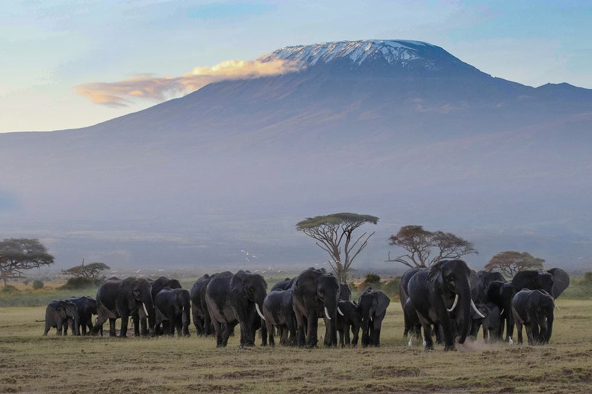 Kenya Multi Day Tours
