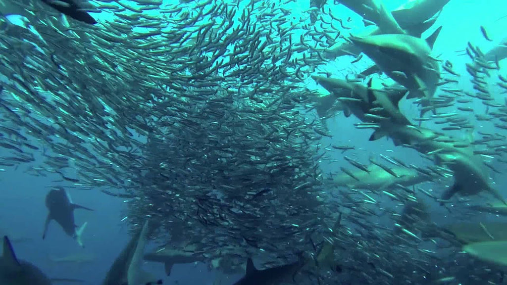 Sardine Run