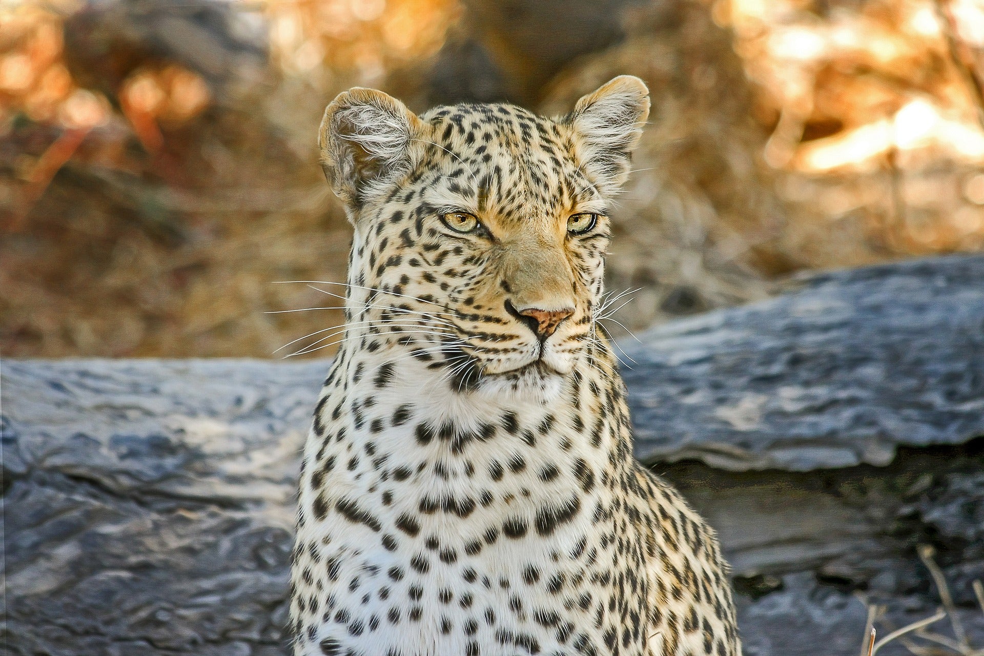 Botswana Safari Tours