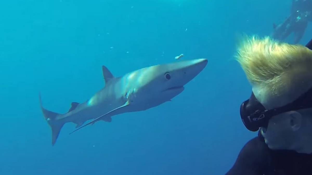 Dive tours in Plettenberg Bay