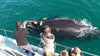 Gansbaai: Whale Watching