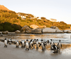 Cape Town 8-Day Tour