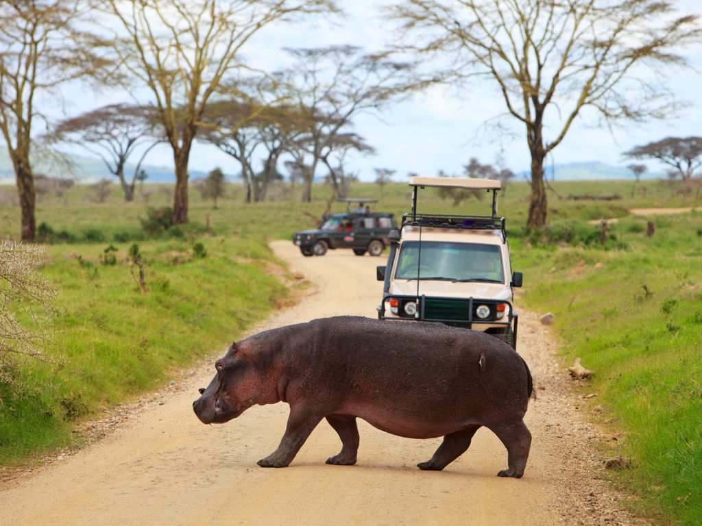 Serengeti National Park Safari game drive tour with hippo sighting