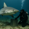bull shark diving
