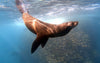 Seal Snorkelling Cape Town