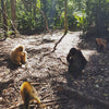 Monkey Sanctuary Garden Route South Africa
