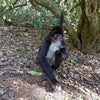 Primate Sanctuary Visit Garden Route