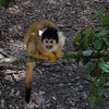 Primate Sanctuary Visit Garden Route South Africa