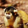 Primate Sanctuary Tour Garden Route