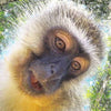 Monkey Sanctuary Tour Garden Route South Africa